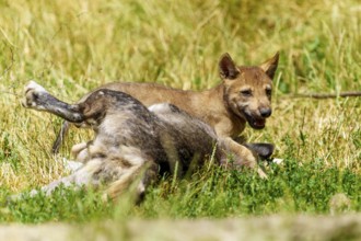 A puppy playing happily with a wolf in a meadow, Timberwolf, wolf, American wolf, (Canis lupus