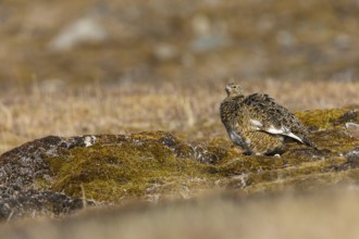Ptarmigan (Lagopus), Pair, Chicken birds (Galliformes), Aventdalen, Longyearbyen, Spitsbergen,