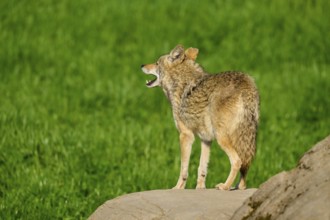 A coyote looking into the distance, standing on a rock, with green grass in the background, Coyote