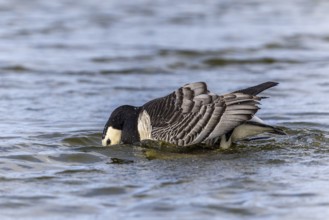 White-fronted Goose (Branta leucopsis), Geese (Anseriformes), Mating in the water, Aventdalen,