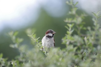 House sparrow (Passer domesticus), male, hedge, close-up, North Rhine-Westphalia, Germany