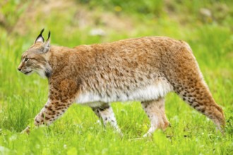 Eurasian lynx (Lynx lynx) walking in the grass, Bavaria, Germany