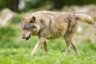 Eastern wolf (Canis lupus lycaon) walking on a meadow, Bavaria, Germany