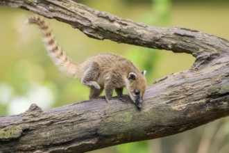 South American coati (Nasua nasua) youngster on an old tree trunk, captive, Zoo Augsburg