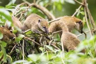 South American coati (Nasua nasua) youngsters klimbing in a tree, captive, Zoo Augsburg