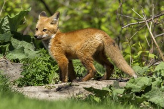 Red fox (Vulpes vulpes), Fox cub standing on a rock and looking around, Province of Quebec, Canada,