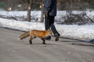 Red fox (Vulpes vulpes), Fox walking on a road, Fox close to a people, Province of Quebec, Canada,