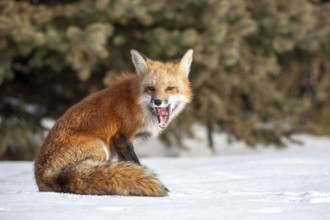 Red fox (vulpes vulpes), Fox sitting on snow and yawning, Province of Quebec, Canada, North America