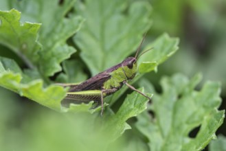 Common Green Grasshopper (Omocestus viridulus), Emsland, Lower Saxony, Germany