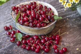 Fresh sweet cherries (Prunus avium) in a bowl, Bavaria, Germany