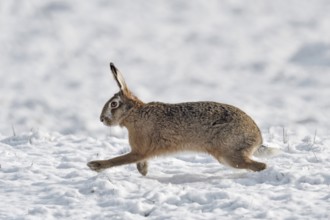 Off through the snow... European hare (Lepus europaeus) in winter, hare running hastily across a