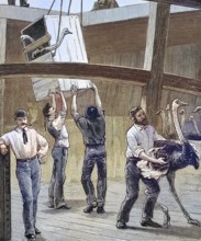 The transport of ostriches from South Africa to Australia by ship, historical picture or