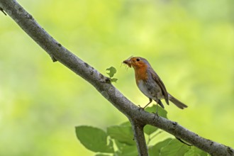 European robin (Erithacus rubecula), with food in its beak, Bavaria, Germany