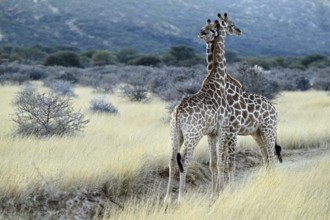 Two young giraffes (Giraffa camelopardalis giraffa) playing in the early morning light, Namibia