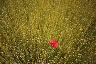 Corn poppy (Papaver rhoeas) Flax field, flax, (Linum usitatissimum) Linaceae, Normandy, Calvados,