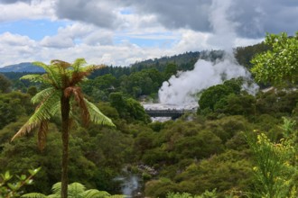 Steam clouds rise from a volcanic area between green trees and ferns under a slightly cloudy sky,