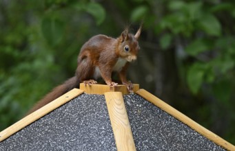 Eurasian red squirrel (Sciurus vulgaris), sitting on a bird feeder, Stuttgart, Baden-Württemberg,