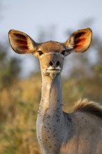 Greater kudu (Tragelaphus strepsiceros) in dry grass, adult female in evening light, alert, animal