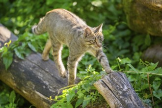 European wildcat (Felis silvestris silvestris) on an old tree trunk, Hesse, Germany