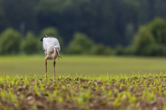 White stork (Ciconia ciconia) eating worm, farmland, Göggingen, Sigmaringen district,
