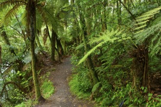 A narrow path winds through a lush, green rainforest full of ferns, Mclaren Fall Park, Omanawa,