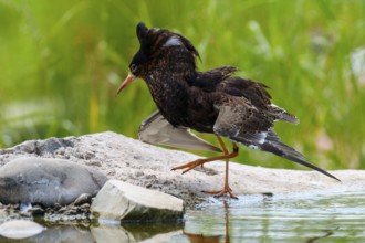A bird in motion next to a waterhole on a rock, ruff (Calidris pugnax, Syn.: Philomachus pugnax),