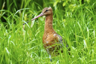 A bird with a long beak stands in the tall grass, Black-tailed Godwit (Limosa limosa), France
