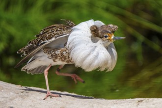 Bird with striking white plumage posing in nature, ruff (Calidris pugnax, syn.: Philomachus
