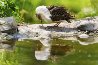 A bird looking at its reflection in the water in a green landscape, ruff (Calidris pugnax, Syn.: