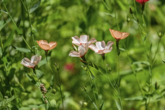 Flax 'Salmon' (Linum grandiflorum), Zierlein, Münsterland, North Rhine-Westphalia, Germany