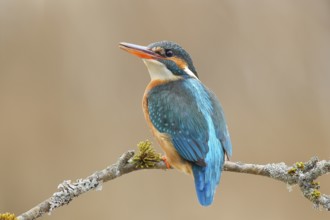 Kingfisher (Alcedo atthis), female sitting on a branch overgrown with moss and lichen, wildlife,