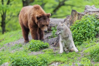 Situation awareness is crucial! A Eurasian gray wolf (Canis lupus lupus) is surprised by a European