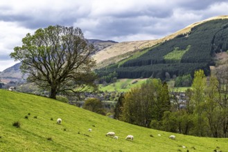 Farm and mountains, Loch Earn, Southern Highlands, Scotland, United Kingdom