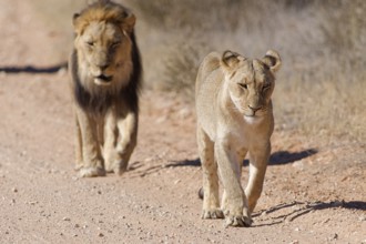 African lions (Panthera leo), two adults, male and female, walking on a dirt road, Kgalagadi