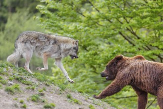 A Eurasian gray wolf (Canis lupus lupus) encounters a European brown bear (Ursus arctos arctos) in
