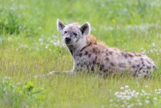 An adult male spotted hyena (Crocuta crocuta) lying in a green meadow, observing something.