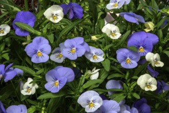 Pansy (Viola), blue and white flowering, Baden-Württemberg, Germany