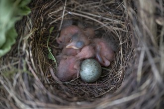 Four of five hatched blackbirds (Turdus merula) in the nest, Bavaria, Germany