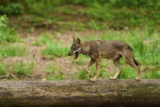Wolf (Canis lupus), yawning while walking over a tree trunk in the forest, Germany