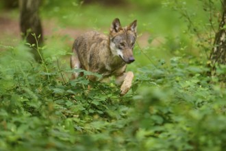 Wolf running through the green forest in full motion, Wolf (Canis Lupus), Germany