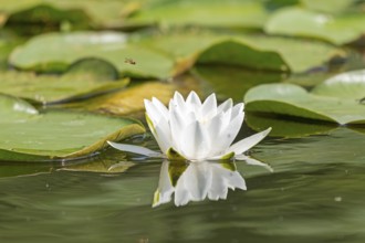 European white water lily (Nymphaea alba), hoverfly, Leppinsee, Mecklenburg Lake District,
