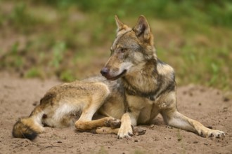 Wolf (Canis lupus), lying wolf on sandy ground looks to the side and appears calm, Germany