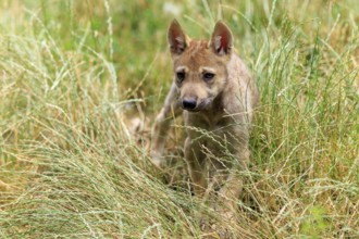 A curious wolf pup looks out of the tall grass, Timberwolf, wolf, American wolf, (Canis lupus