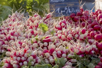 Radish, market stall, market sale, Brittany, France