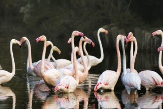 Pink flamingos (Phoenicopterus roseus), standing in the pond, Pont de Gau Bird Park,