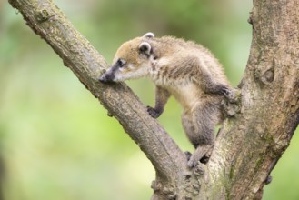 South American coati (Nasua nasua) youngster klimbing a little tree, captive, Zoo Augsburg