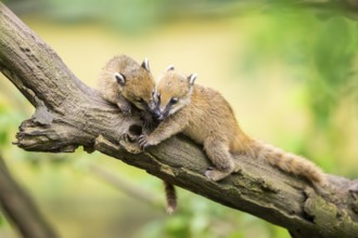 South American coati (Nasua nasua) youngsters on an old tree trunk, captive, Zoo Augsburg