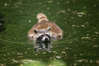 Common raccoon (Procyon lotor) swimming in a little lake, Bavaria, Germany