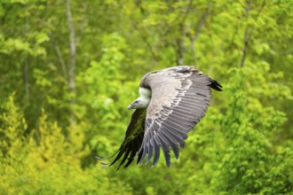 Eurasian griffon vulture (Gyps fulvus) flying, Bavaria, Germany