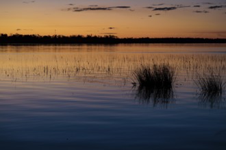 Marsh foliage silhouetted against a deep blue and orange sky at sunset on Lake Seminole at the
